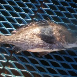 オリジナルメーカー海づり公園(市原市海づり施設) 釣果