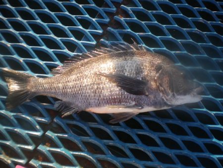 オリジナルメーカー海づり公園(市原市海づり施設) 釣果