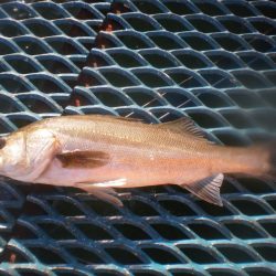 オリジナルメーカー海づり公園(市原市海づり施設) 釣果