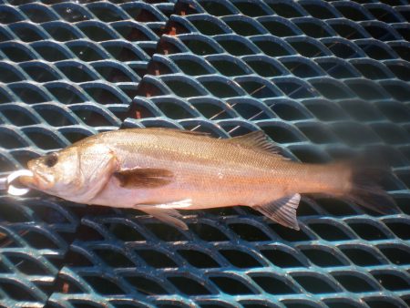 オリジナルメーカー海づり公園(市原市海づり…