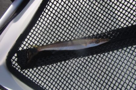 オリジナルメーカー海づり公園(市原市海づり施設) 釣果