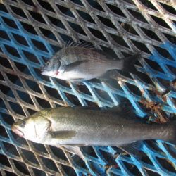 オリジナルメーカー海づり公園(市原市海づり施設) 釣果