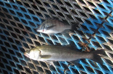 オリジナルメーカー海づり公園(市原市海づり施設) 釣果