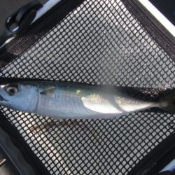 オリジナルメーカー海づり公園(市原市海づり施設) 釣果