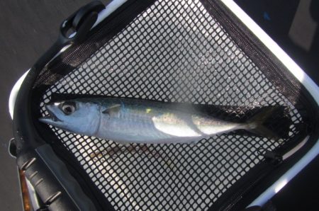 オリジナルメーカー海づり公園(市原市海づり施設) 釣果