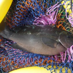 オリジナルメーカー海づり公園(市原市海づり施設) 釣果