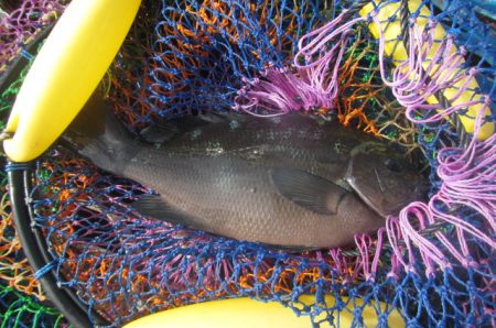 オリジナルメーカー海づり公園(市原市海づり施設) 釣果