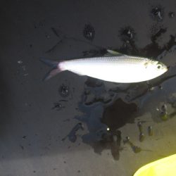 オリジナルメーカー海づり公園(市原市海づり施設) 釣果