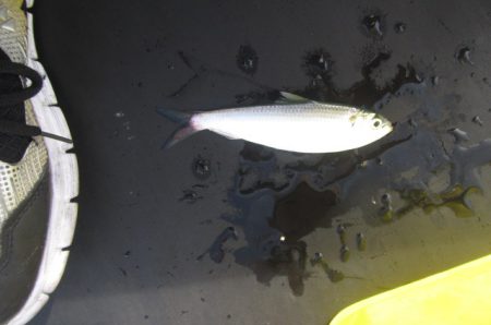 オリジナルメーカー海づり公園(市原市海づり施設) 釣果