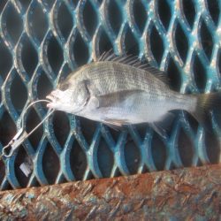 オリジナルメーカー海づり公園(市原市海づり施設) 釣果