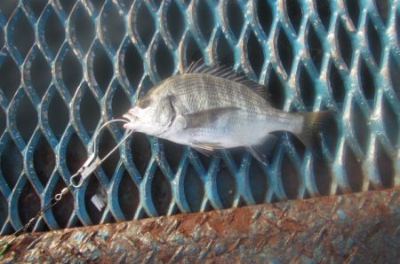オリジナルメーカー海づり公園(市原市海づり施設) 釣果