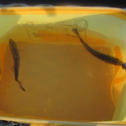 オリジナルメーカー海づり公園(市原市海づり施設) 釣果