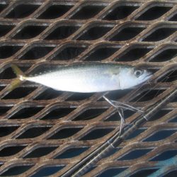 オリジナルメーカー海づり公園(市原市海づり施設) 釣果