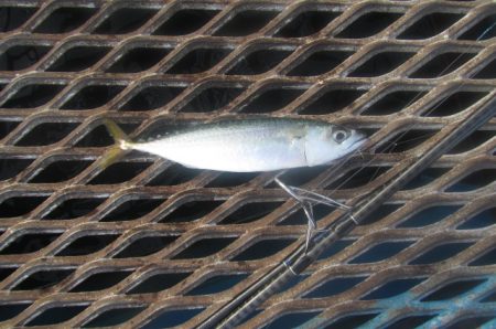 オリジナルメーカー海づり公園(市原市海づり施設) 釣果