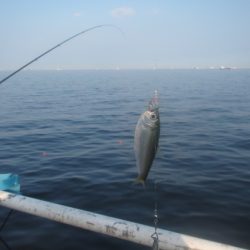 オリジナルメーカー海づり公園(市原市海づり施設) 釣果