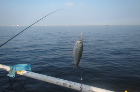 オリジナルメーカー海づり公園(市原市海づり施設) 釣果