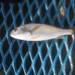 オリジナルメーカー海づり公園(市原市海づり施設) 釣果