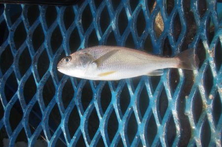 オリジナルメーカー海づり公園(市原市海づり施設) 釣果