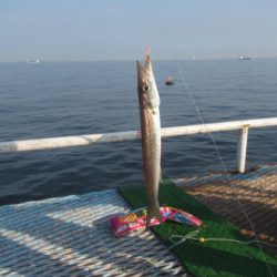 オリジナルメーカー海づり公園(市原市海づり施設) 釣果