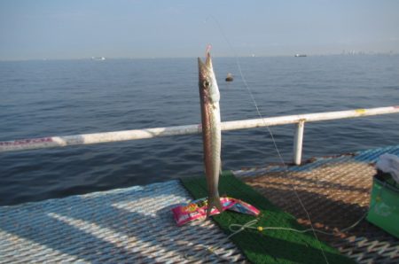 オリジナルメーカー海づり公園(市原市海づり施設) 釣果
