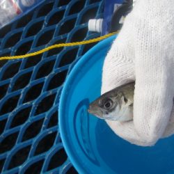 オリジナルメーカー海づり公園(市原市海づり施設) 釣果