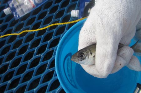 オリジナルメーカー海づり公園(市原市海づり施設) 釣果