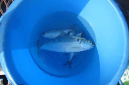 オリジナルメーカー海づり公園(市原市海づり施設) 釣果