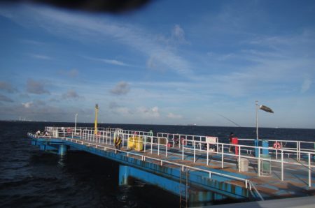 オリジナルメーカー海づり公園(市原市海づり施設) 釣果