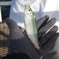 オリジナルメーカー海づり公園(市原市海づり施設) 釣果