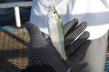 オリジナルメーカー海づり公園(市原市海づり…