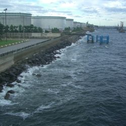 オリジナルメーカー海づり公園(市原市海づり施設) 釣果