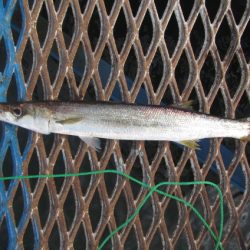 オリジナルメーカー海づり公園(市原市海づり施設) 釣果