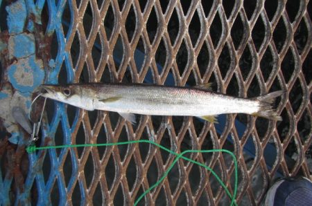 オリジナルメーカー海づり公園(市原市海づり施設) 釣果