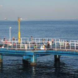オリジナルメーカー海づり公園(市原市海づり施設) 釣果