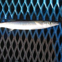 オリジナルメーカー海づり公園(市原市海づり施設) 釣果