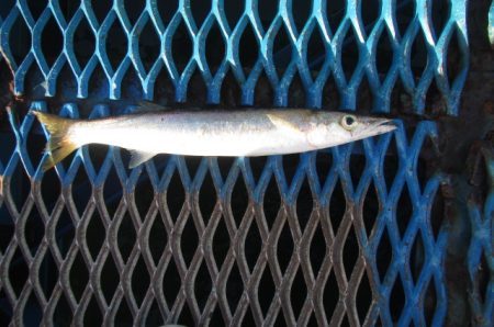 オリジナルメーカー海づり公園(市原市海づり施設) 釣果