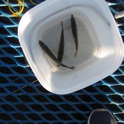 オリジナルメーカー海づり公園(市原市海づり施設) 釣果