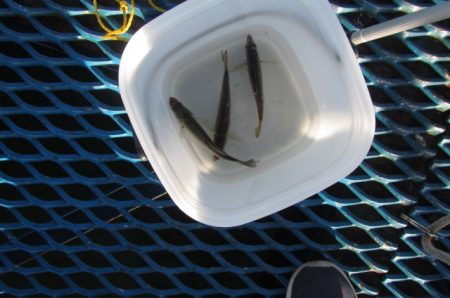 オリジナルメーカー海づり公園(市原市海づり施設) 釣果