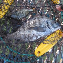 オリジナルメーカー海づり公園(市原市海づり施設) 釣果