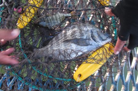 オリジナルメーカー海づり公園(市原市海づり施設) 釣果
