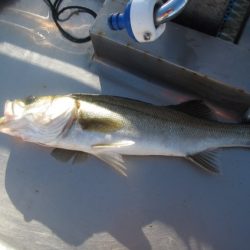 オリジナルメーカー海づり公園(市原市海づり施設) 釣果