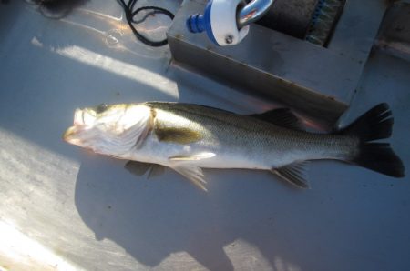 オリジナルメーカー海づり公園(市原市海づり施設) 釣果