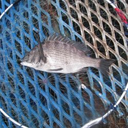 オリジナルメーカー海づり公園(市原市海づり施設) 釣果