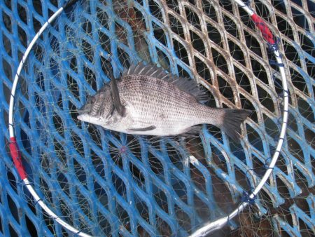 オリジナルメーカー海づり公園(市原市海づり…