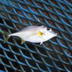 オリジナルメーカー海づり公園(市原市海づり施設) 釣果