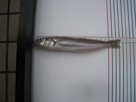 オリジナルメーカー海づり公園(市原市海づり…