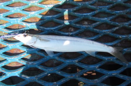 オリジナルメーカー海づり公園(市原市海づり施設) 釣果