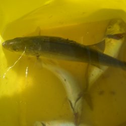 オリジナルメーカー海づり公園(市原市海づり施設) 釣果