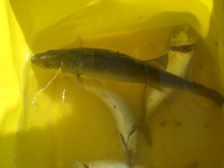 オリジナルメーカー海づり公園(市原市海づり施設) 釣果