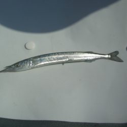 オリジナルメーカー海づり公園(市原市海づり施設) 釣果